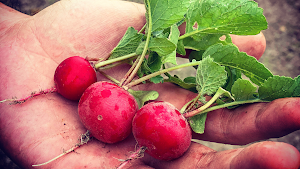 Ho-Saku〜シェア農園×Cafe〜 place picture