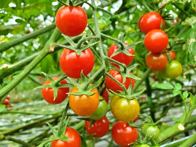 tomato