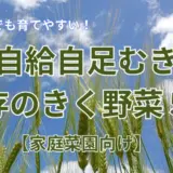 自給自足むき保存のきく野菜5選
