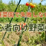 家庭菜園で失敗しない！初心者向け野菜5選