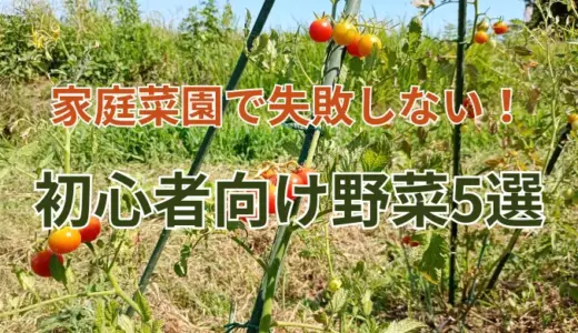 家庭菜園で失敗しない！初心者向け野菜5選