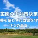 家庭菜園の虫対策決定版!農薬を使わずに野菜を守る「3つの基本」