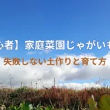 【初心者】家庭菜園じゃがいも栽培｜失敗しない土作りと育て方