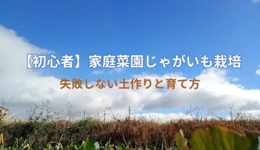 【初心者】家庭菜園じゃがいも栽培｜失敗しない土作りと育て方
