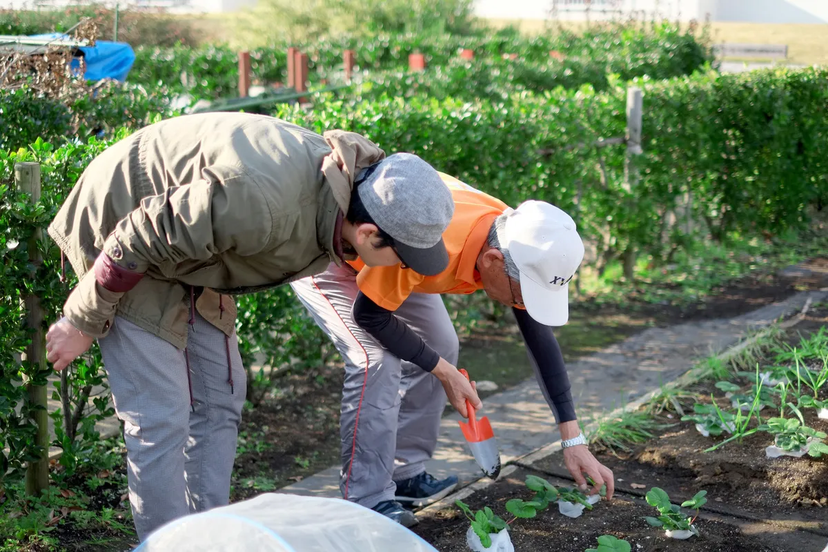農園で収穫する様子