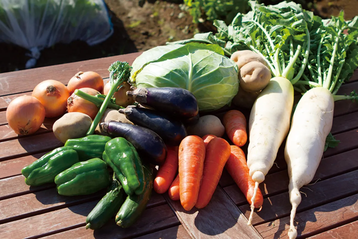 野菜の収穫